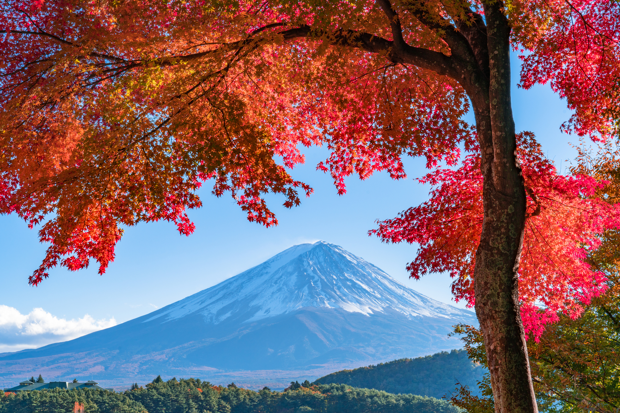 紅葉　イメージ